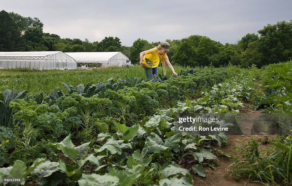 Farm worker harvesting a field of organic kale