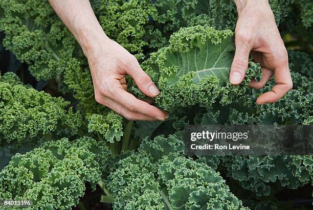 farm worker inspecting organic kale leaves - cabbage leafs stock-fotos und bilder