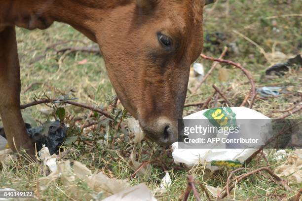 Cow grazes next to plastic bags at the August 24, 2017 at the Ngong town dumping site, 30 kilometres southwest of Nairobi. On August 28, Kenya will...