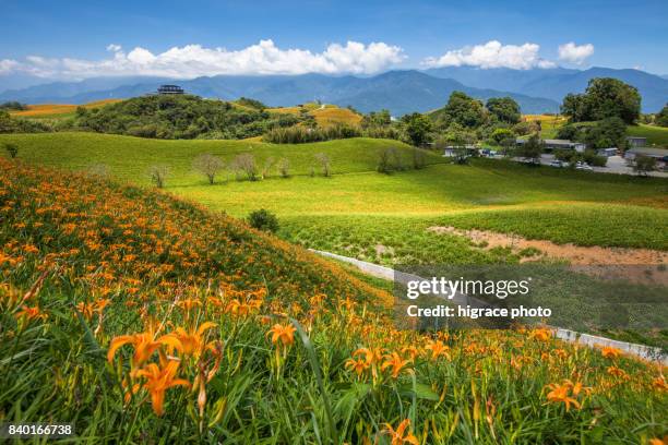 mt. chike and mt. lioushidan are the two major places in hualien for picturesque daylily fields from - hualien county 個照片及圖片檔
