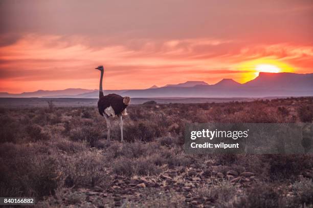 male ostrich at sunset - ostrich stock pictures, royalty-free photos & images
