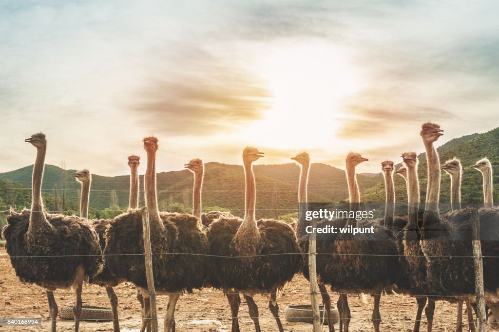Female Ostriches at sunset
