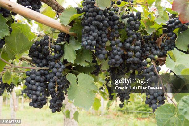 vineyard with ripe grapes - sun flare on glass stockfoto's en -beelden