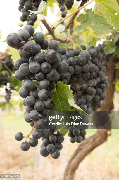 vineyard with ripe grapes - sun flare on glass stockfoto's en -beelden