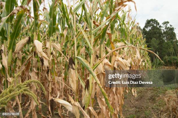 Corn Feild Rows 275 Corn Rows Field Stock Photos, High-Res Pictures, and Images - Getty ...