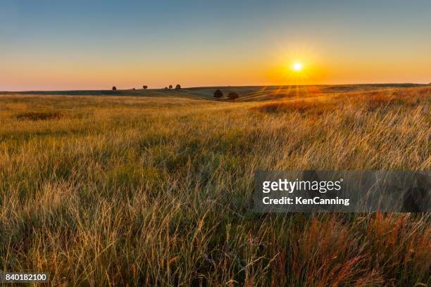 american great plains prairie at sunrise - grass area stock pictures, royalty-free photos & images