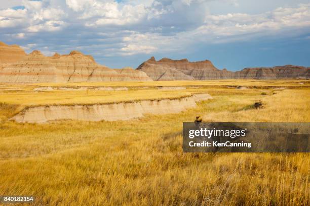 prairie and badlands at badlands national park - grass land stock pictures, royalty-free photos & images