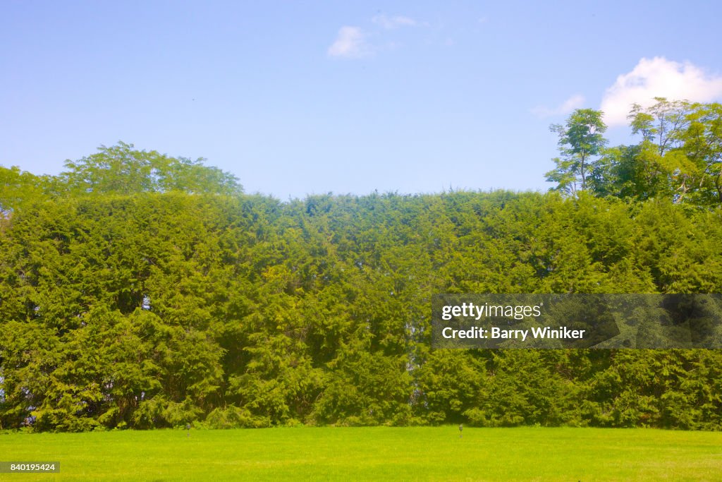 Trees shaped to form a wall and provide privacy