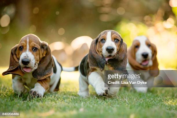 three basset hounds running - rassehund stock-fotos und bilder