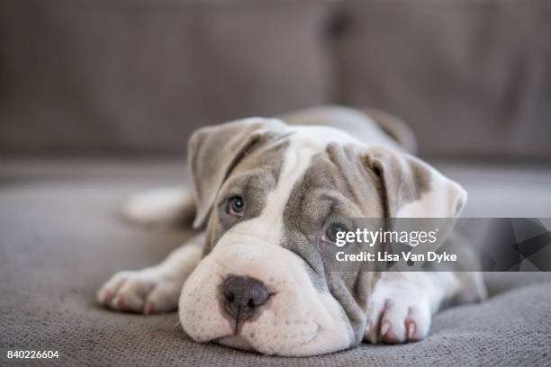 shar-pei pitbull puppy laying on couch - pit bull terrier stock pictures, royalty-free photos & images