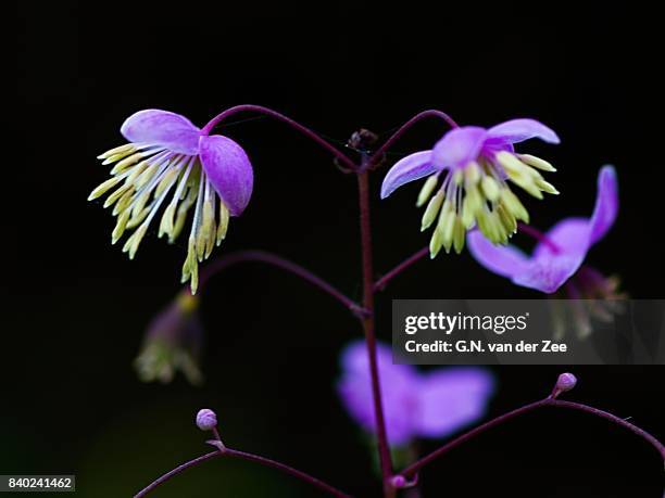 thalictrum delavayi - thalictrum delavayi stock pictures, royalty-free photos & images