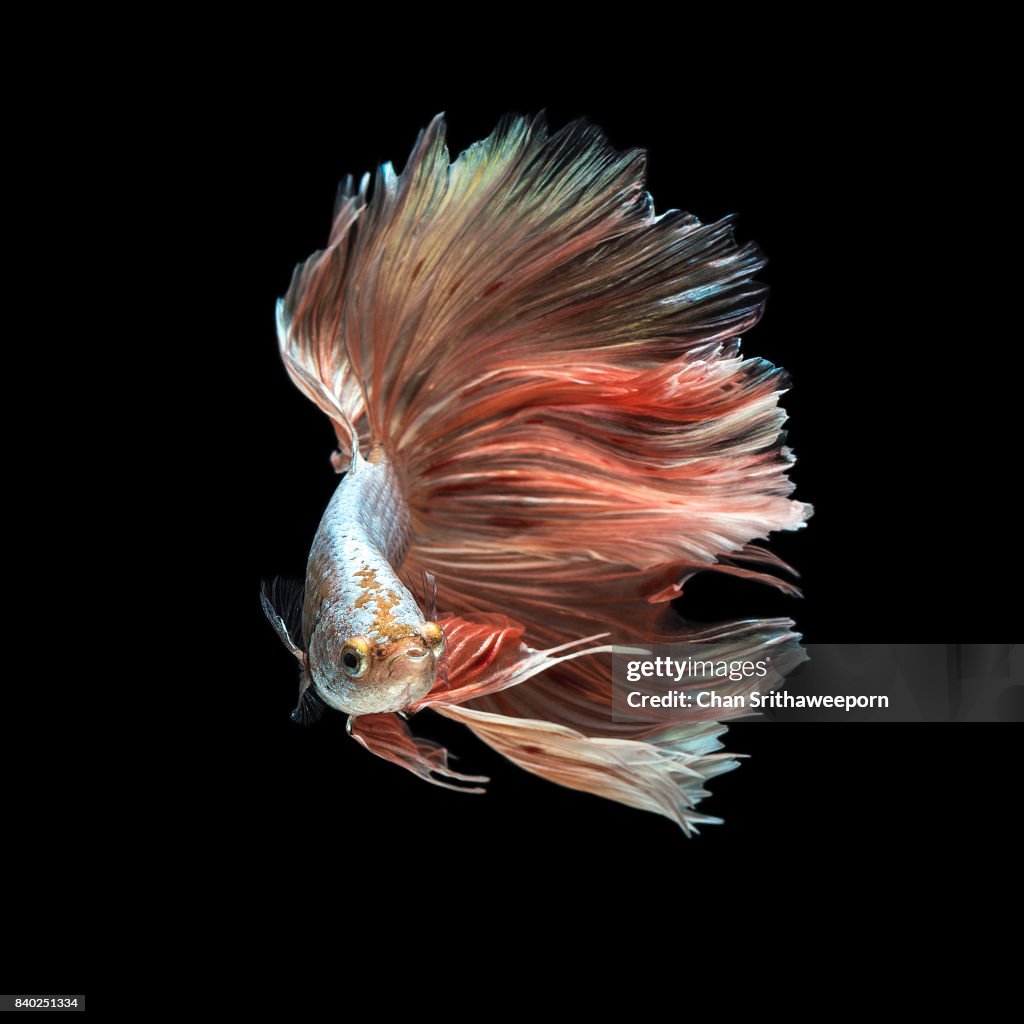 Siamese Fighting Fish High-Res Stock Photo - Getty Images