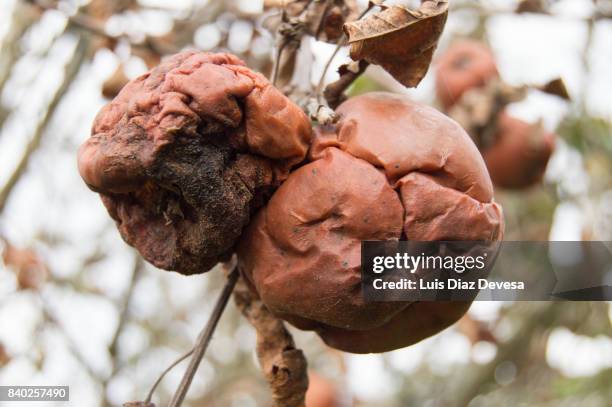 Guam Rotten Apple 519 Bad Apples Stock Photos, High-Res Pictures, and Images - Getty Images