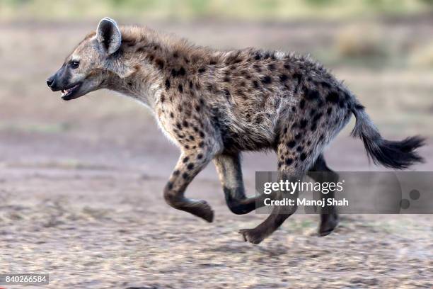 spotted hyena running - hyäne stock-fotos und bilder