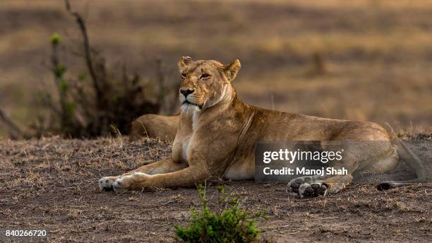 lioness scanning the savanna for prey. - lioness feline stock pictures, royalty-free photos & images