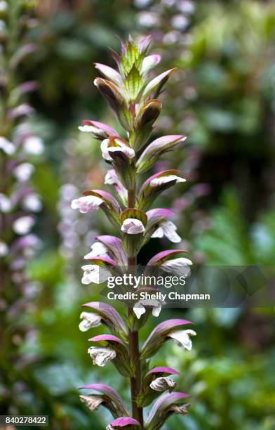 bear's breeches (acanthus mollis), close-up of flowers - bear's breeches stock pictures, royalty-free photos & images