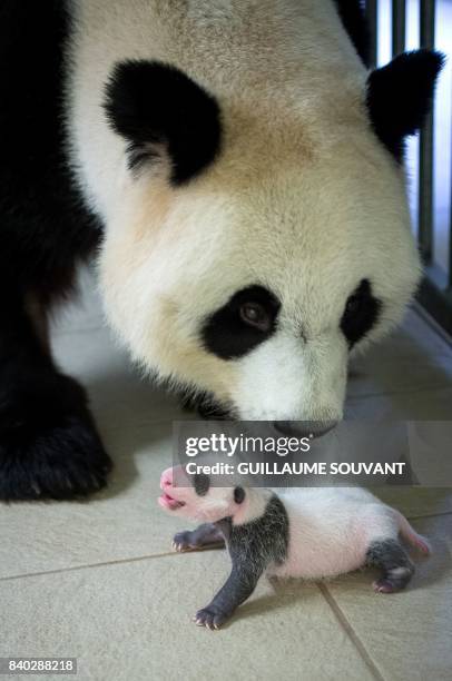 This photograph taken on August 28 shows female panda Huan Huan with her cub inside her enclosure at The Beauval Zoo in Saint-Aignan-sur-Cher,...
