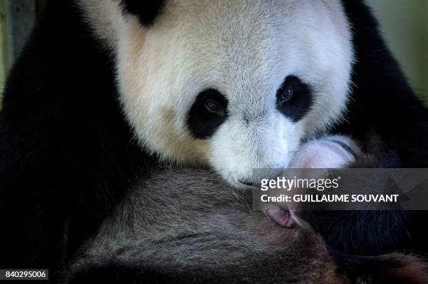 This photograph taken on August 28 shows female panda Huan Huan holding her cub inside her enclosure at The Beauval Zoo in Saint-Aignan-sur-Cher,...