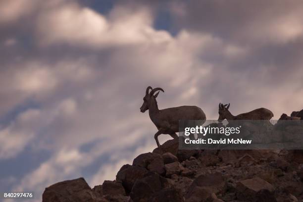 Desert bighorn ewe and her lamb walk a ridge in the early morning in the Trilobite Wilderness region of Mojave Trails National Monument on August 28,...