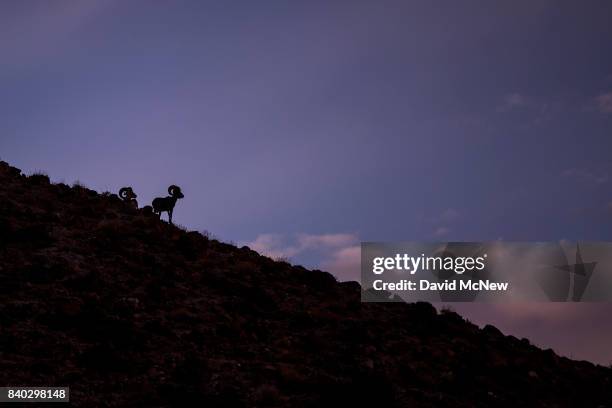 Desert bighorn rams are seen in the early morning in the Trilobite Wilderness region of Mojave Trails National Monument on August 28, 2017 near...