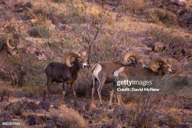 Four mature desert bighorn rams are seen in the Trilobite Wilderness region of Mojave Trails National Monument on August 27, 2017 near Essex,...