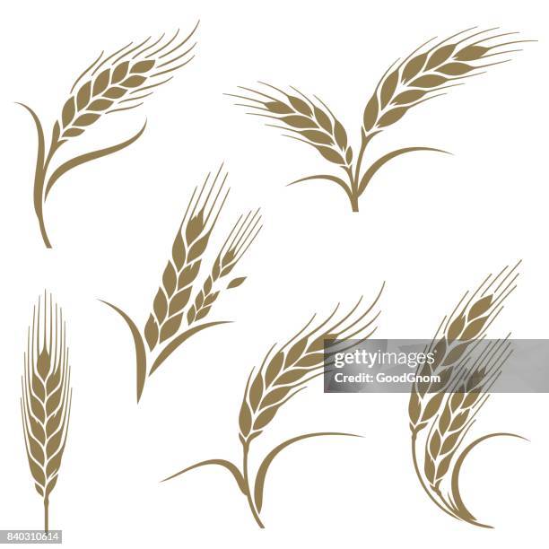 ilustraciones, imágenes clip art, dibujos animados e iconos de stock de orejas de trigo - wheat