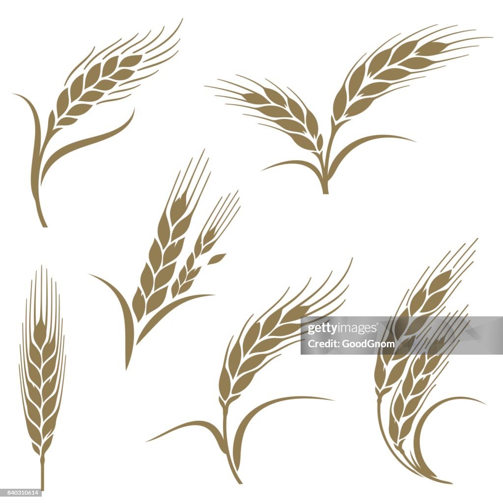 Ears of wheat