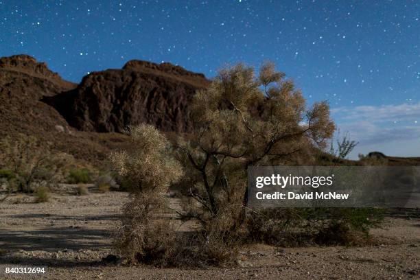 Desert smoke tree is illuminated by half-Moon light in the Trilobite Wilderness region of Mojave Trails National Monument on August 27, 2017 near...