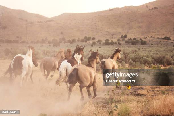 paarden die gratis op ranch in utah - running horses stockfoto's en -beelden