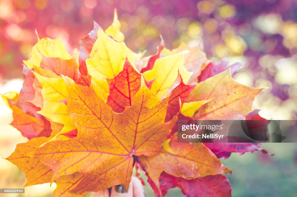 Bouquet de hojas otoño coloridos en una mano.