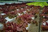 Color lettuce in hydrophonic farm