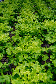 Green lettuce in hydrophonic farm