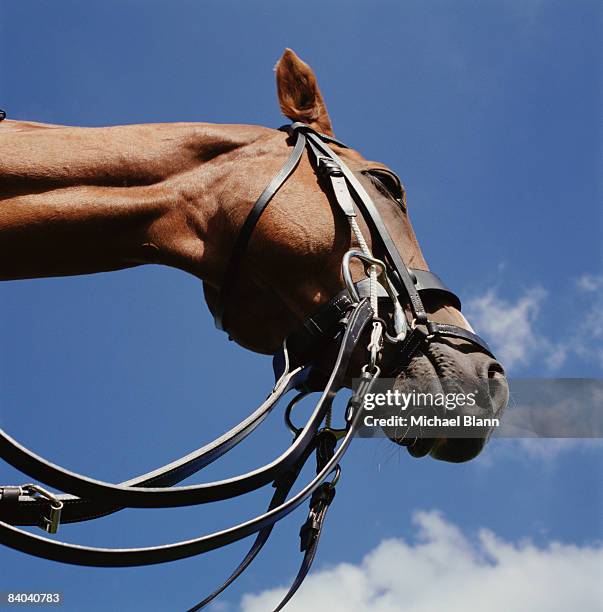 horse with bridle and reins - zügel stock-fotos und bilder