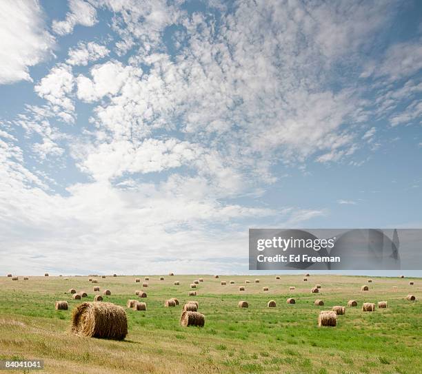 hay bales on a nebraska farm - prairie grass stock pictures, royalty-free photos & images
