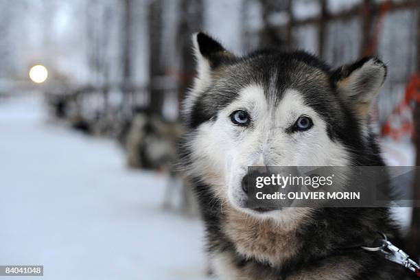 Siberian Husky waits for the start of the ride on December 15 in a Husky farm in Rovaniemi. Husky is a general term for several breeds of dogs used...
