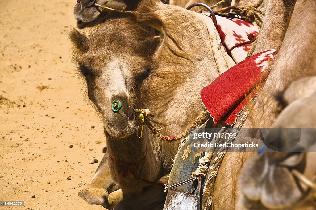 Close-up of Bactrian camels (Camelus bactrianus), Kubuqi Desert, Inner Mongolia, China