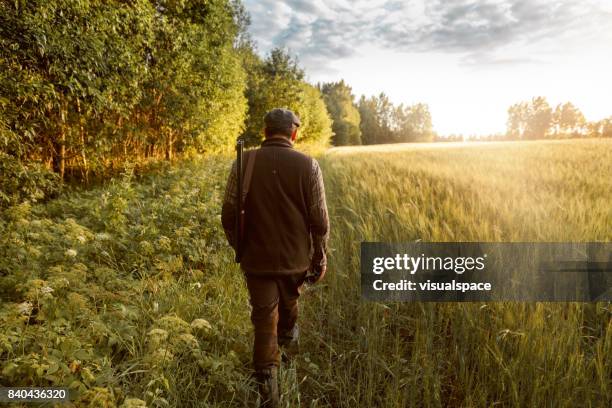 jacht op de gouden uur - jachtgeweer stockfoto's en -beelden