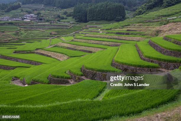 Terraced Rice 100 Terraced Rice Fields Of Japan Photos and Premium High Res Pictures ...