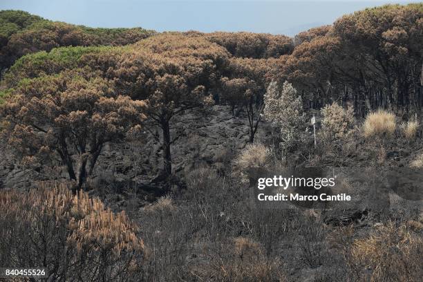 Environmental disaster on Vesuvius. After the vast fire began on eleven July what remains of the National Park of Vesuvius, only ash. The immense...