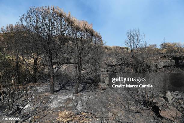 Environmental disaster on Vesuvius. After the vast fire began on eleven July what remains of the National Park of Vesuvius, only ash. The immense...