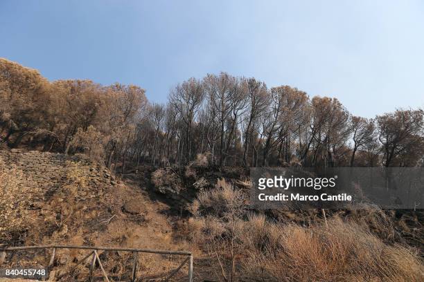 Environmental disaster on Vesuvius. After the vast fire began on eleven July what remains of the National Park of Vesuvius, only ash. The immense...