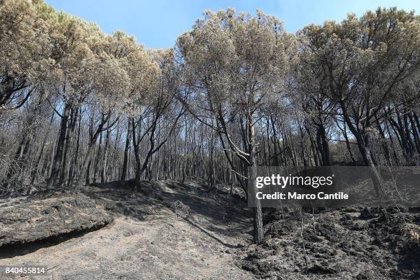 Environmental disaster on Vesuvius. After the vast fire began on eleven July what remains of the National Park of Vesuvius, only ash. The immense...