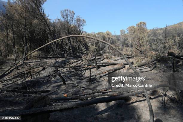 Environmental disaster on Vesuvius. After the vast fire began on eleven July what remains of the National Park of Vesuvius, only ash. The immense...