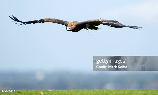 Taronga Zoo's new Wedge-tailed Eagle, Nonami takes her first flight outside with her new trainers at Georges Heights Oval, Mosman on December 16,...