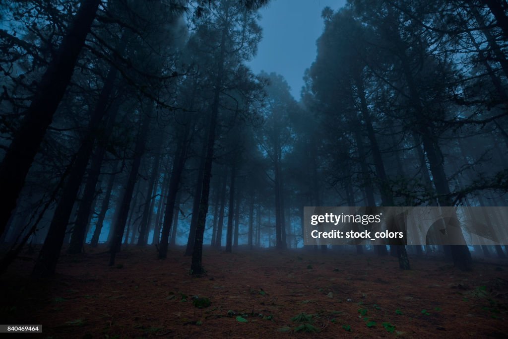 Forest in the night time