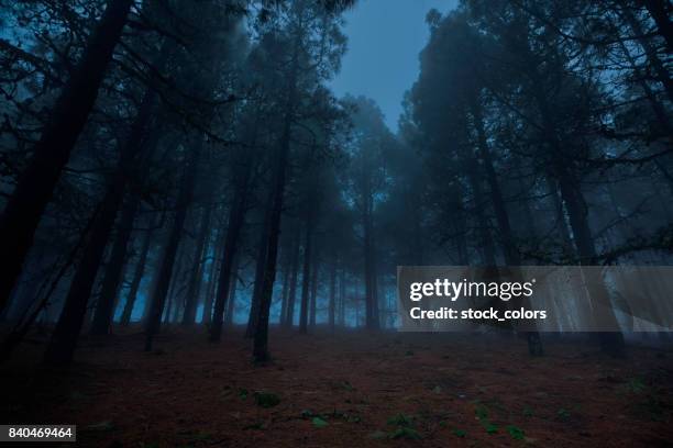 forest in the night time - dark forest stock pictures, royalty-free photos & images