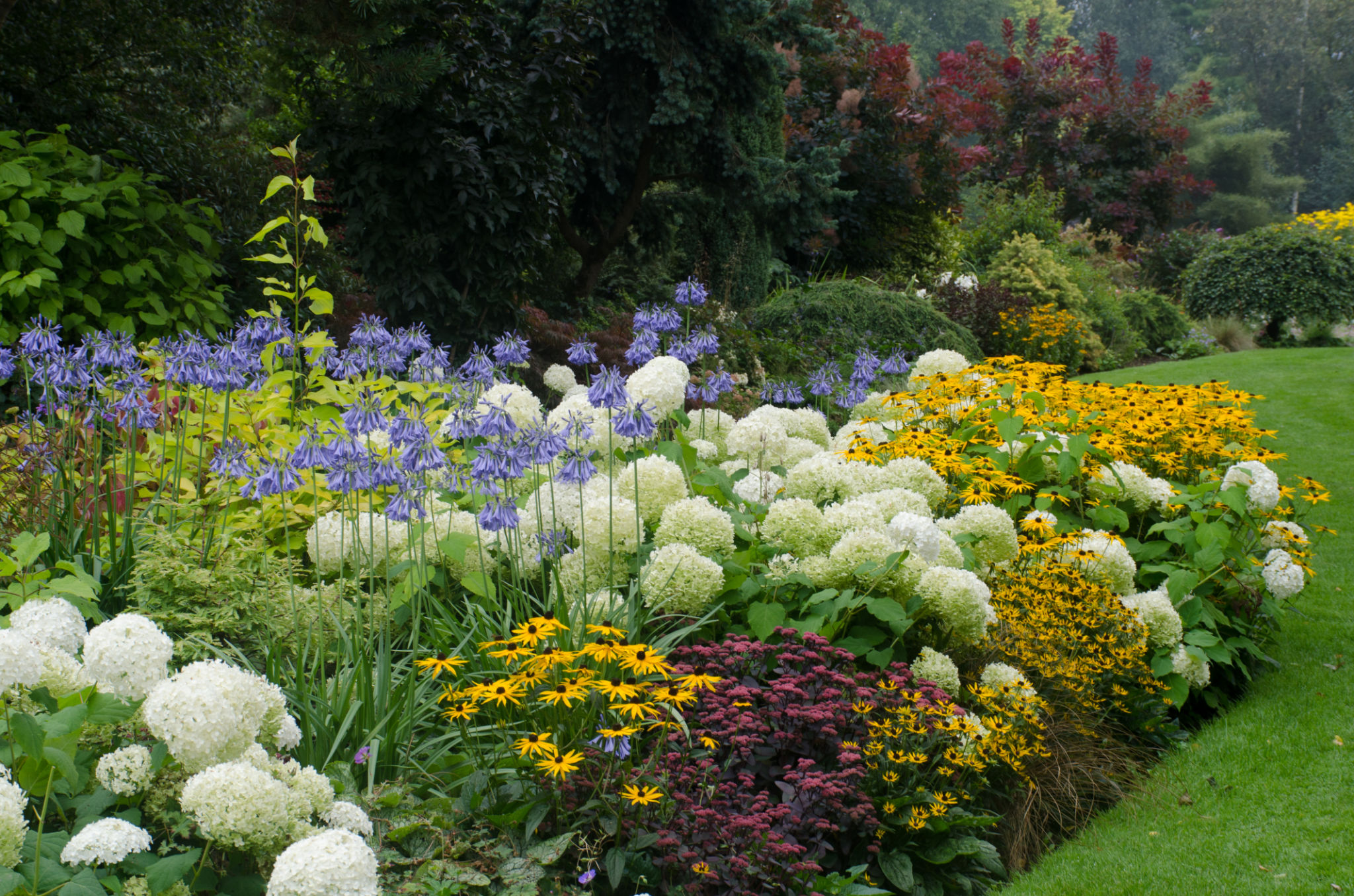 landscape plants
