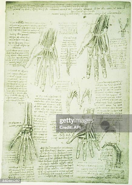 Croquis d'anatomie humaine de Léonard de Vinci.