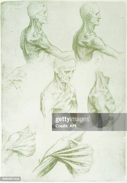 Croquis d'anatomie humaine de Léonard de Vinci.