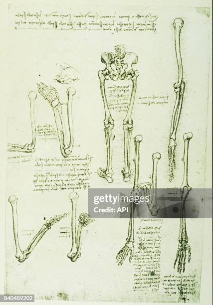 Croquis d'anatomie humaine de Léonard de Vinci.